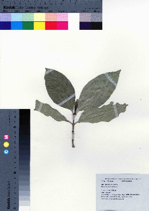  ( - oOGA0133)  @11 [ ] Copyright (2021) Unspecified Forestry and Forest Products Research Institute