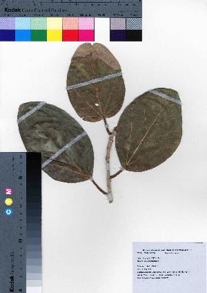  (Ficus bengalensis - oOGA0217)  @11 [ ] Copyright (2021) Unspecified Forestry and Forest Products Research Institute