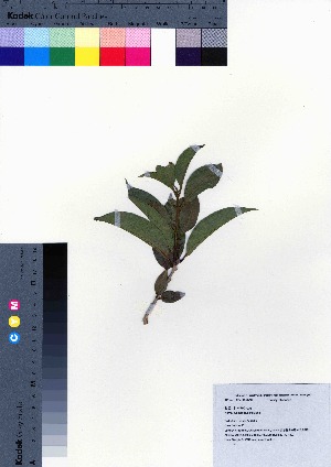  (Osmanthus insularis var. insularis - oOGA0218)  @11 [ ] Copyright (2021) Unspecified Forestry and Forest Products Research Institute