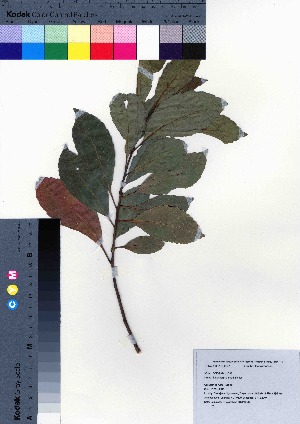  ( - oOGA0228)  @11 [ ] Copyright (2021) Unspecified Forestry and Forest Products Research Institute