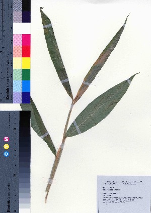  ( - oOGA0236)  @11 [ ] Copyright (2021) Unspecified Forestry and Forest Products Research Institute