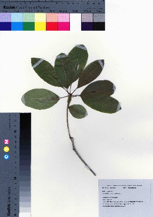  ( - oOGA0237)  @11 [ ] Copyright (2021) Unspecified Forestry and Forest Products Research Institute