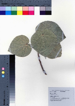 (Talipariti tiliaceum - oOGA0261)  @11 [ ] Copyright (2021) Unspecified Forestry and Forest Products Research Institute