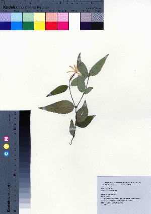  (Jasminum nervosum - oOGA0277)  @11 [ ] Copyright (2021) Unspecified Forestry and Forest Products Research Institute