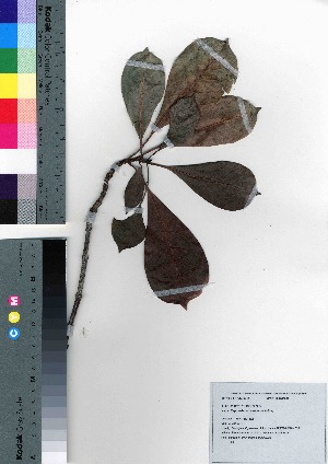  ( - oOGA0326)  @11 [ ] Copyright (2021) Unspecified Forestry and Forest Products Research Institute