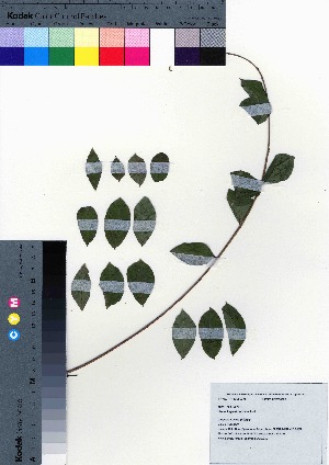  (Lagerstroemia indica - oOGA0359)  @11 [ ] Copyright (2021) Unspecified Forestry and Forest Products Research Institute