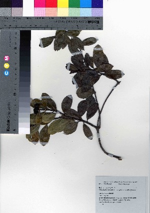  (Morinda umbellata subsp. boninensis var. boninensis - oOGA0385)  @11 [ ] Copyright (2021) Unspecified Forestry and Forest Products Research Institute