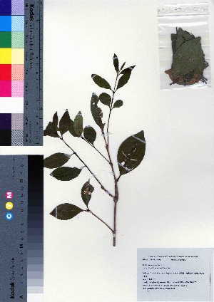  (Ligustrum micranthum - oOGA0389)  @11 [ ] Copyright (2021) Unspecified Forestry and Forest Products Research Institute