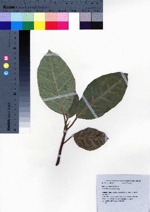  (Ficus nishimurae - oOGA0460)  @11 [ ] Copyright (2021) Unspecified Forestry and Forest Products Research Institute