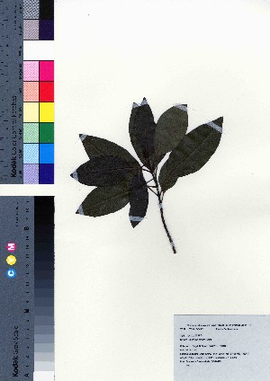  ( - oOGA0473)  @11 [ ] Copyright (2021) Unspecified Forestry and Forest Products Research Institute
