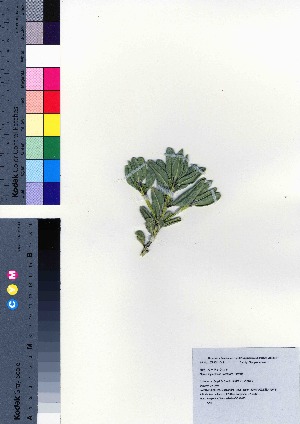  ( - oOGA0475)  @11 [ ] Copyright (2021) Unspecified Forestry and Forest Products Research Institute