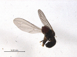  ( - 10PROBE-07673)  @12 [ ] CreativeCommons - Attribution (2011) CBG Photography Group Centre for Biodiversity Genomics