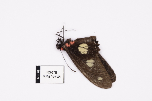  ( - EL5924)  @13 [ ] CreativeCommons - Attribution (2015) Rodolphe Rougerie Mus&eacute;um national d'Histoire Naturelle, Paris