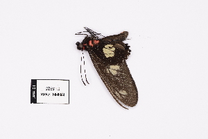  ( - EL5925)  @13 [ ] CreativeCommons - Attribution (2015) Rodolphe Rougerie Mus&eacute;um national d'Histoire Naturelle, Paris