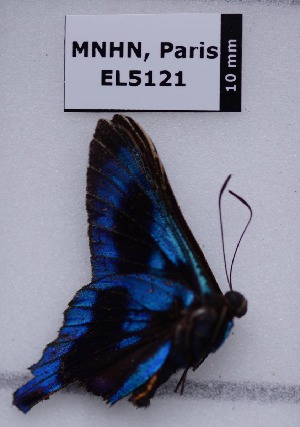  (Ancyluris etias gracitis - EL5121)  @13 [ ] CreativeCommons - Attribution (2015) Rodolphe Rougerie Muséum national d'Histoire Naturelle, Paris
