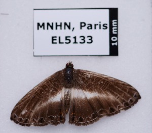  (Nymphidium derufata - EL5133)  @13 [ ] CreativeCommons - Attribution (2015) Rodolphe Rougerie Muséum national d'Histoire Naturelle, Paris