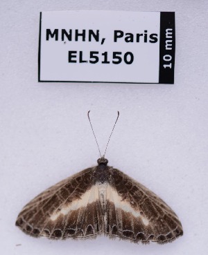  (Nymphidium baeotia - EL5150)  @12 [ ] CreativeCommons - Attribution (2015) Rodolphe Rougerie Muséum national d'Histoire Naturelle, Paris
