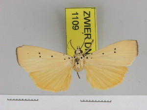  (Sommeria septempunctata - Zwier DNA 1109)  @11 [ ] Copyright (2010) Jaap Zwier Research Collection of Jaap Zwier