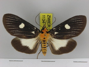  (Asota guadalcanaliensis - Zwier DNA 1134)  @14 [ ] Copyright (2010) Jaap Zwier Research Collection of Jaap Zwier