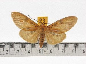  ( - ZWIER DNA 0637)  @11 [ ] Copyright (2010) Jaap Zwier Research Collection of Jaap Zwier