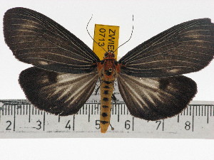  (Neochera dominia fuscipennis - ZWIER DNA 0713)  @11 [ ] Copyright (2010) Jaap Zwier Research Collection of Jaap Zwier