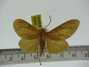  ( - ZWIER DNA 0260)  @11 [ ] Copyright (2010) Jaap Zwier Research Collection of Jaap Zwier