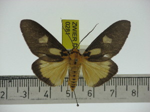  (Asota australis sinuosa - ZWIER DNA 0281)  @14 [ ] Copyright (2010) Jaap Zwier Research Collection of Jaap Zwier