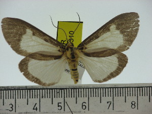  (Asota albiformis ternatensis - ZWIER DNA 0310)  @11 [ ] Copyright (2010) Jaap Zwier Research Collection of Jaap Zwier