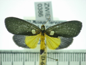  (Carpostalagma viridis - ZWIER DNA 0386)  @14 [ ] Copyright (2010) Jaap Zwier Research Collection of Jaap Zwier