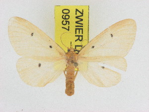  (Soloe tripunctata - ZWIER DNA 0957)  @14 [ ] CreativeCommons - Attribution Non-Commercial Share-Alike (2012) J. H. H. Zwier Unspecified