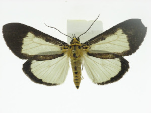  (Asota albiformis albiformis - ZWIER DNA 0002)  @14 [ ] Copyright (2010) Jaap Zwier Research Collection of Jaap Zwier