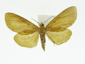  ( - ZWIER DNA 0009)  @11 [ ] Copyright (2010) Jaap Zwier Research Collection of Jaap Zwier