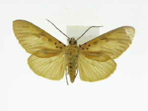  ( - ZWIER DNA 0010)  @11 [ ] Copyright (2010) Jaap Zwier Research Collection of Jaap Zwier