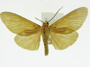  ( - ZWIER DNA 0011)  @11 [ ] Copyright (2010) Jaap Zwier Research Collection of Jaap Zwier