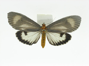  (Neochera dominia - ZWIER DNA 0021)  @15 [ ] Copyright (2010) Jaap Zwier Research Collection of Jaap Zwier