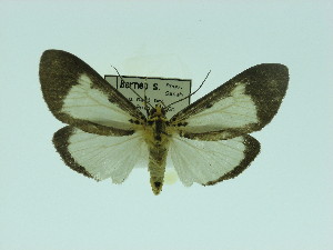  (Asota albiformis albiformis - ZWIER DNA 0055)  @14 [ ] Copyright (2010) Jaap Zwier Research Collection of Jaap Zwier