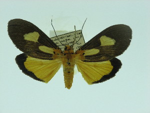  (Asota australis australis - ZWIER DNA 0070)  @14 [ ] Copyright (2010) Jaap Zwier Research Collection of Jaap Zwier