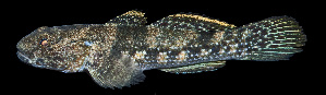  ( - AH9BN66)  @11 [ ] CreativeCommons  Attribution Non-Commercial (by-nc) (2017) Unspecified Smithsonian Institution National Museum of Natural History