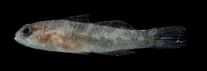  ( - KB18-005)  @11 [ ] CreativeCommons  Attribution Non-Commercial (by-nc) (2018) Unspecified Smithsonian Institution National Museum of Natural History