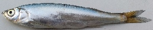  ( - MAKS 103)  @11 [ ] Copyright (2016) PHCDBS PAUL HEBERT CENTRE FOR DNA BARCODING AND BIODIVERSITY STUDIES