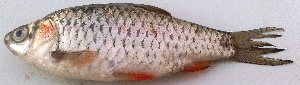  ( - MAKS 67)  @11 [ ] Copyright (2016) PHCDBS PAUL HEBERT CENTRE FOR DNA BARCODING AND BIODIVERSITY STUDIES