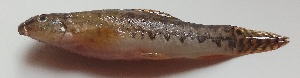  ( - MAKS 72)  @11 [ ] Copyright (2016) PHCDBS PAUL HEBERT CENTRE FOR DNA BARCODING AND BIODIVERSITY STUDIES