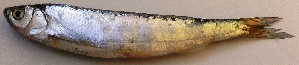  ( - MAKS 76)  @11 [ ] Copyright (2016) PHCDBS PAUL HEBERT CENTRE FOR DNA BARCODING AND BIODIVERSITY STUDIES