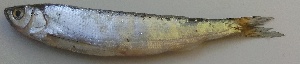  ( - MAKS 76)  @11 [ ] Copyright (2016) PHCDBS PAUL HEBERT CENTRE FOR DNA BARCODING AND BIODIVERSITY STUDIES