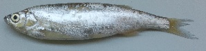  ( - MAKS 87)  @11 [ ] Copyright (2016) PHCDBS PAUL HEBERT CENTRE FOR DNA BARCODING AND BIODIVERSITY STUDIES