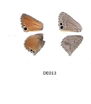  ( - KBGPB7)  @11 [ ] CreativeCommons - Attribution Non-Commercial Share-Alike (2017) Unspecified he Lepidopterists Society of Africa