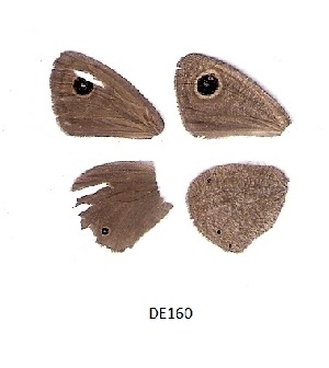  ( - KBGPB62)  @11 [ ] CreativeCommons - Attribution Non-Commercial Share-Alike (2017) Unspecified he Lepidopterists Society of Africa
