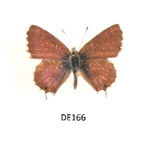  (Cacyreus fracta - KBGPB64)  @11 [ ] CreativeCommons - Attribution Non-Commercial Share-Alike (2017) Unspecified he Lepidopterists Society of Africa