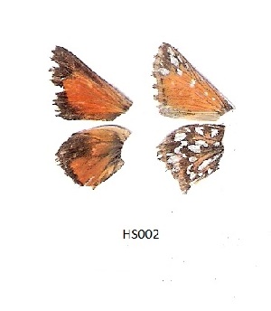  (Trimenia - KBGPB79)  @11 [ ] CreativeCommons - Attribution Non-Commercial Share-Alike (2017) Unspecified he Lepidopterists Society of Africa