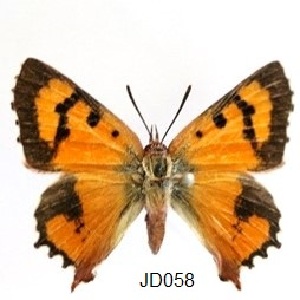  (Tylopaedia sardonyx - KBGPB245)  @11 [ ] CreativeCommons - Attribution Non-Commercial Share-Alike (2017) Unspecified he Lepidopterists Society of Africa